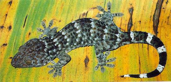 "/item/四脚蛇/992038" data-lemmaid="992038">四脚蛇 /a>","巴壁虎"