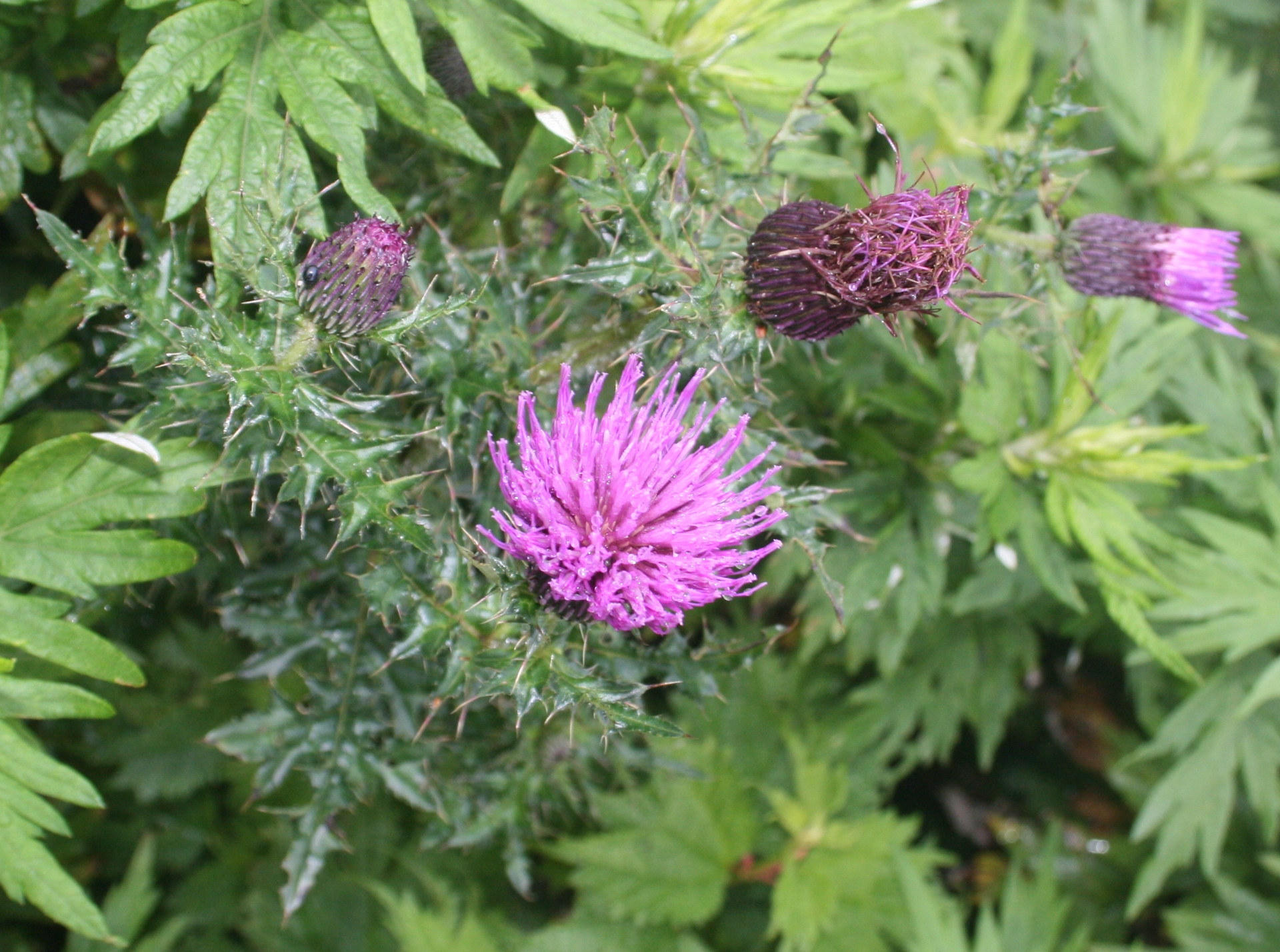 cirsium japonicum