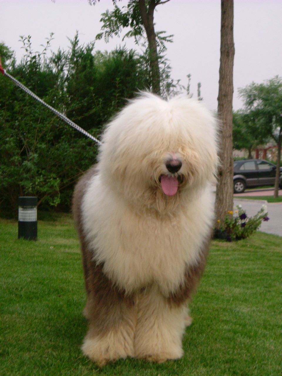  p>英国古代牧羊犬是很好的 a href="#" data-lemmaid="5220098">玩赏