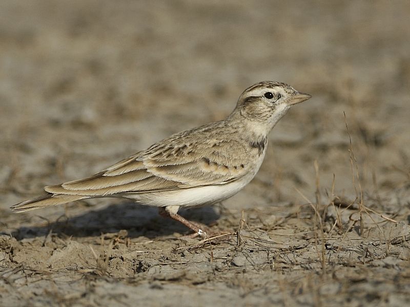 calandrella brachydactyla
