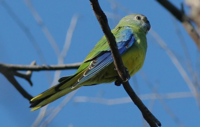  p>蓝绿鹦鹉(学名: i>neophema pulchella /i>)是典型的 a href="#"