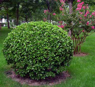  p>冬青(ilex chinensis sims):是 a target="_blank" href="/item/无