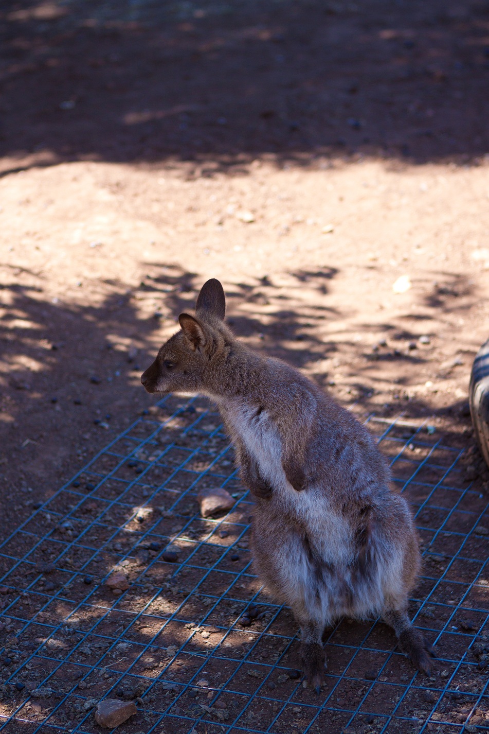  p>袋鼠是一种属于袋鼠目的有袋动物,主要分布于澳大利亚大陆和 a