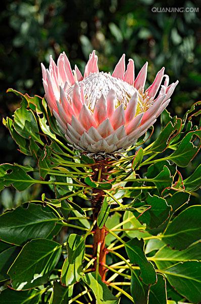 南非皇后帝王花