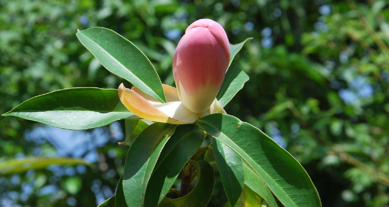  p>毛果木莲(学名: i>manglietia hebecarpa  /i>c. y.
