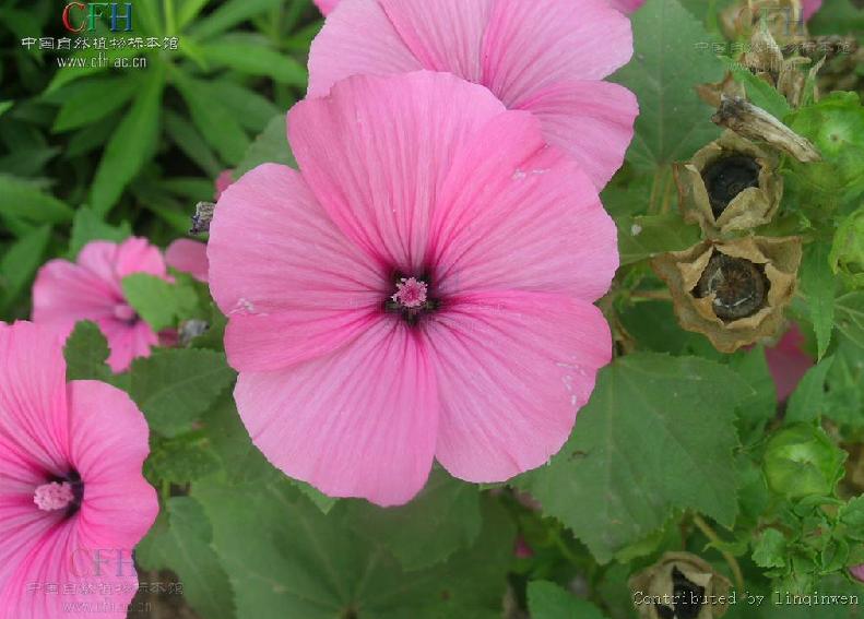  p>花葵属(学名:lavatera linn.