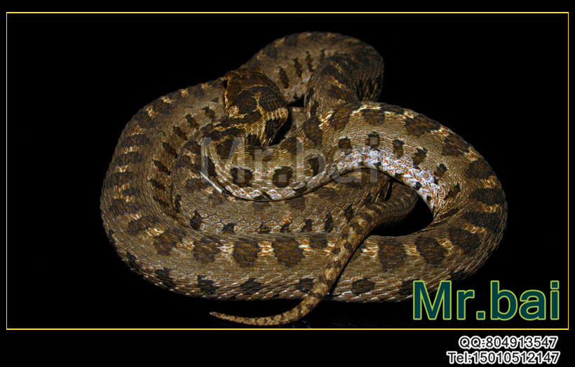  p>团花锦蛇为游蛇科锦蛇属的爬行动物,俗名黑镶锦蛇,花长虫.