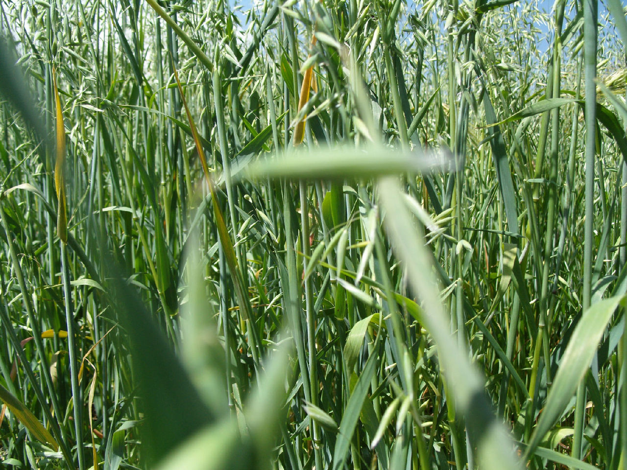 我国引入栽培的有 a href="#" data-lemmaid="4226872">燕麦草 /a>a