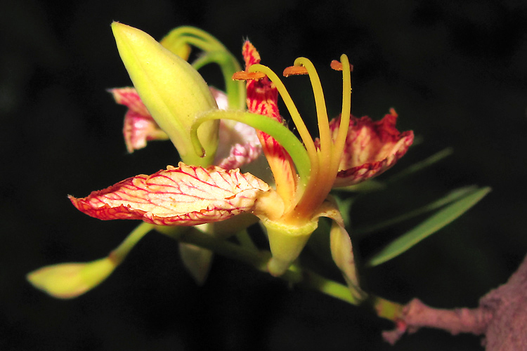  p>酸角花,树干通直,高可达20m,树皮褐色.