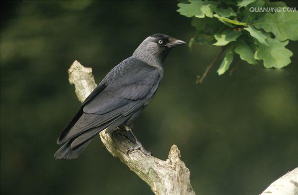  p>寒鸦(学名: i>corvus monedula /i>):体长37厘米.