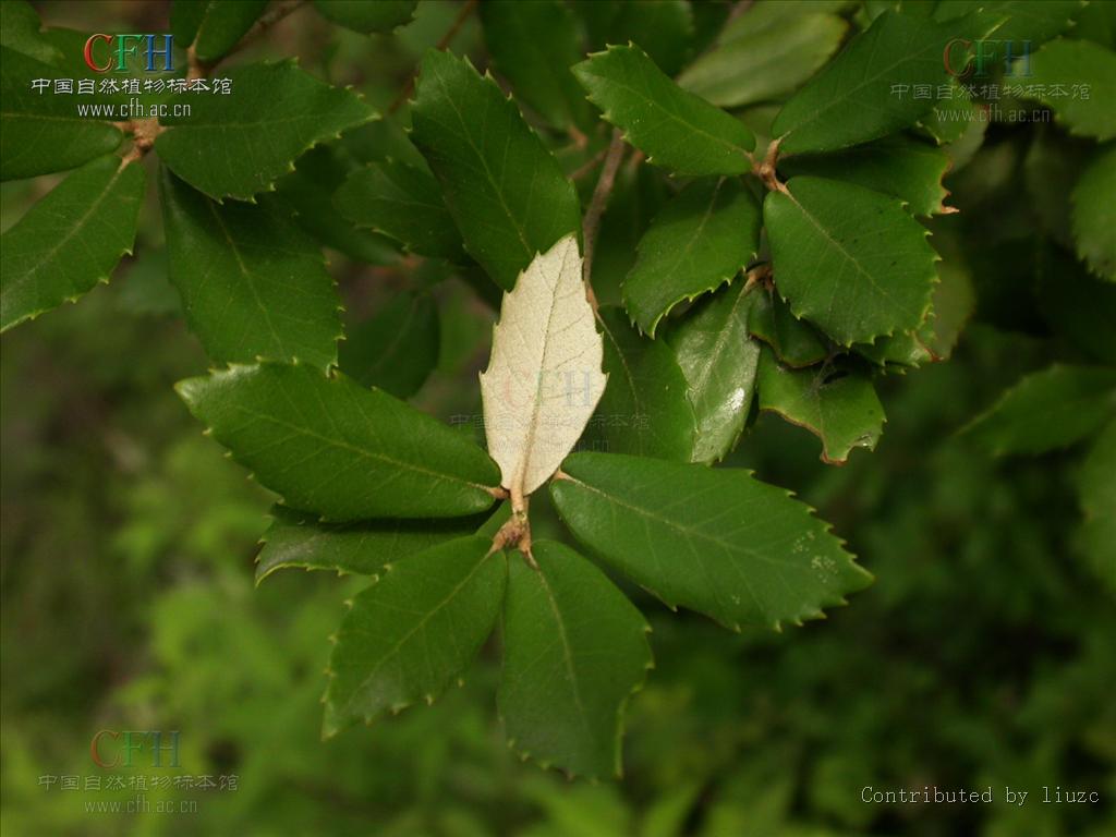 叶片呈椭圆形,椭圆状披针形或长倒卵形,坚果长椭圆形.
