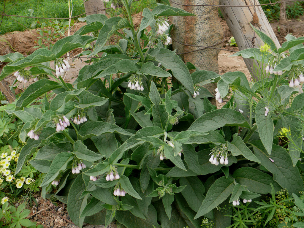  p>丛茎滇紫草( a href="#" data-lemmaid="8074290">学名 /a>:onosma