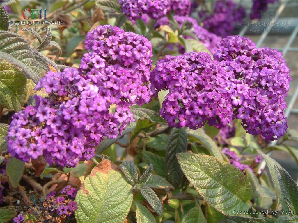  p> a href="#" data-lemmaid="3979500">天芥菜 /a>(学名