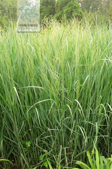  p>柳枝稷( i>panicum virgatum  /i>l i>. /i>)禾本科多年生草本.