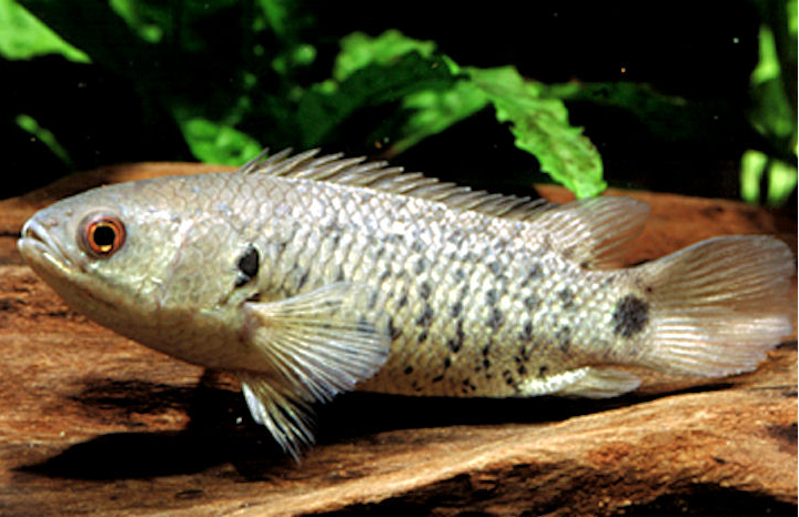  p>攀鲈亚目(anabantoidei)鱼类在鳃内部上方具有 a href="#" data