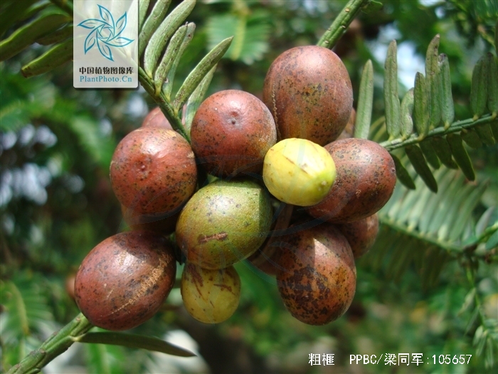  p>粗榧(学名: i>cephalotaxus sinensis /i> (rehd. et wils.