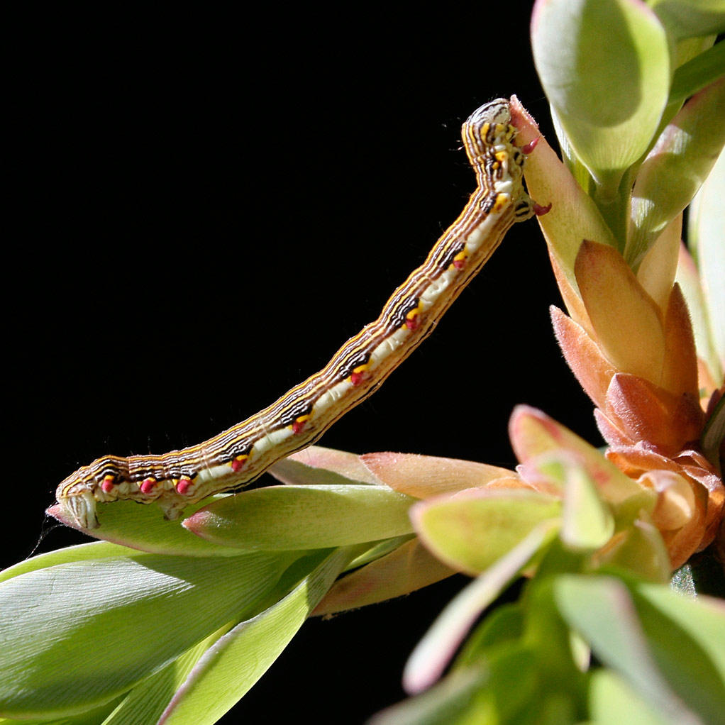  p>尺蠖(chǐ huò), a href="#" data-lemmaid="4339231">尺蛾 /a>的