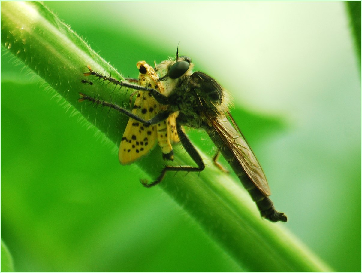  p>食虫虻科(asilidae)是 a href="#" data-lemmaid="1622398">节肢