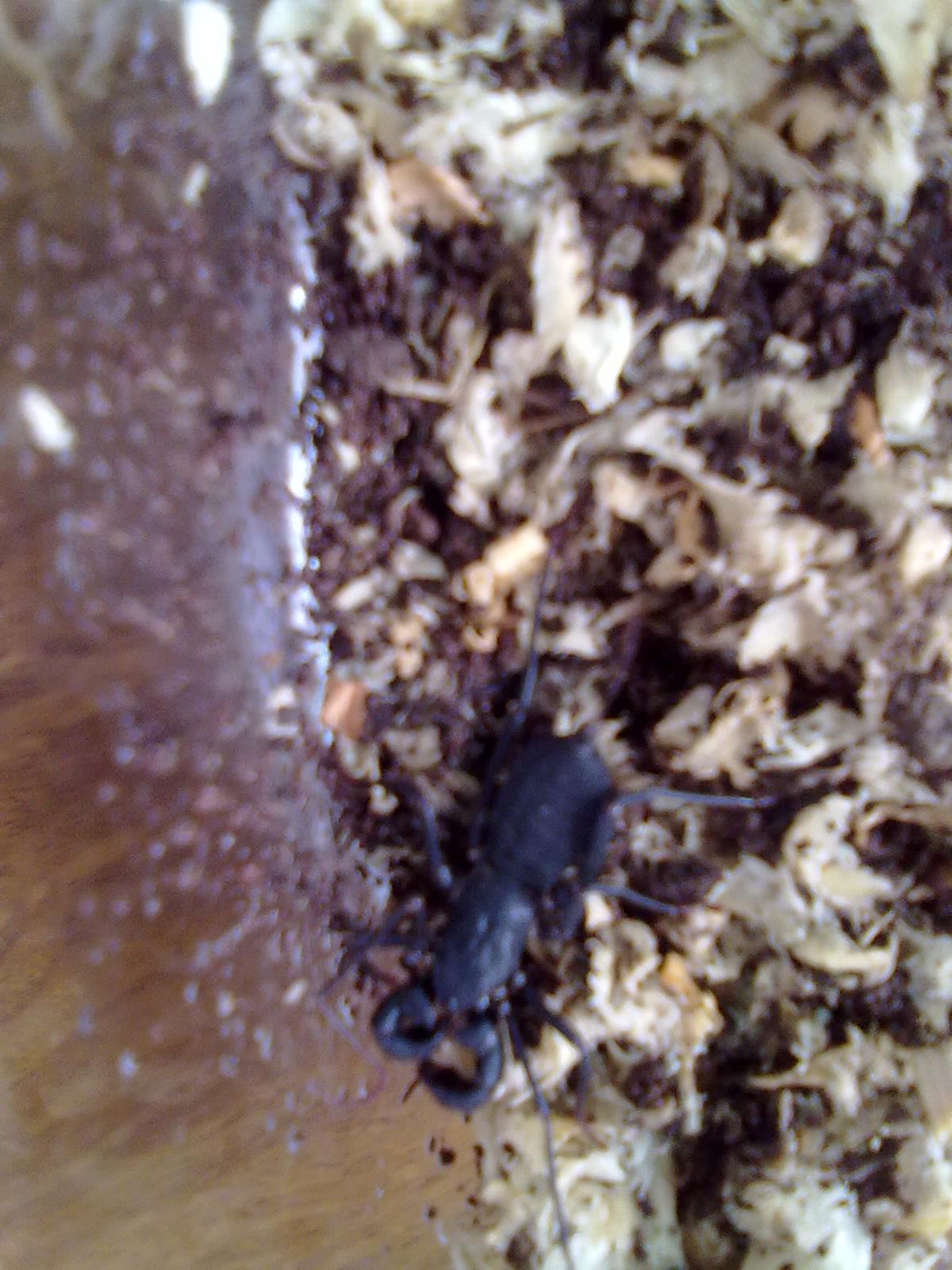  p>鞭尾蝎(whip scorpion)为演化於三亿年前的小型掠食者,今日尚存.