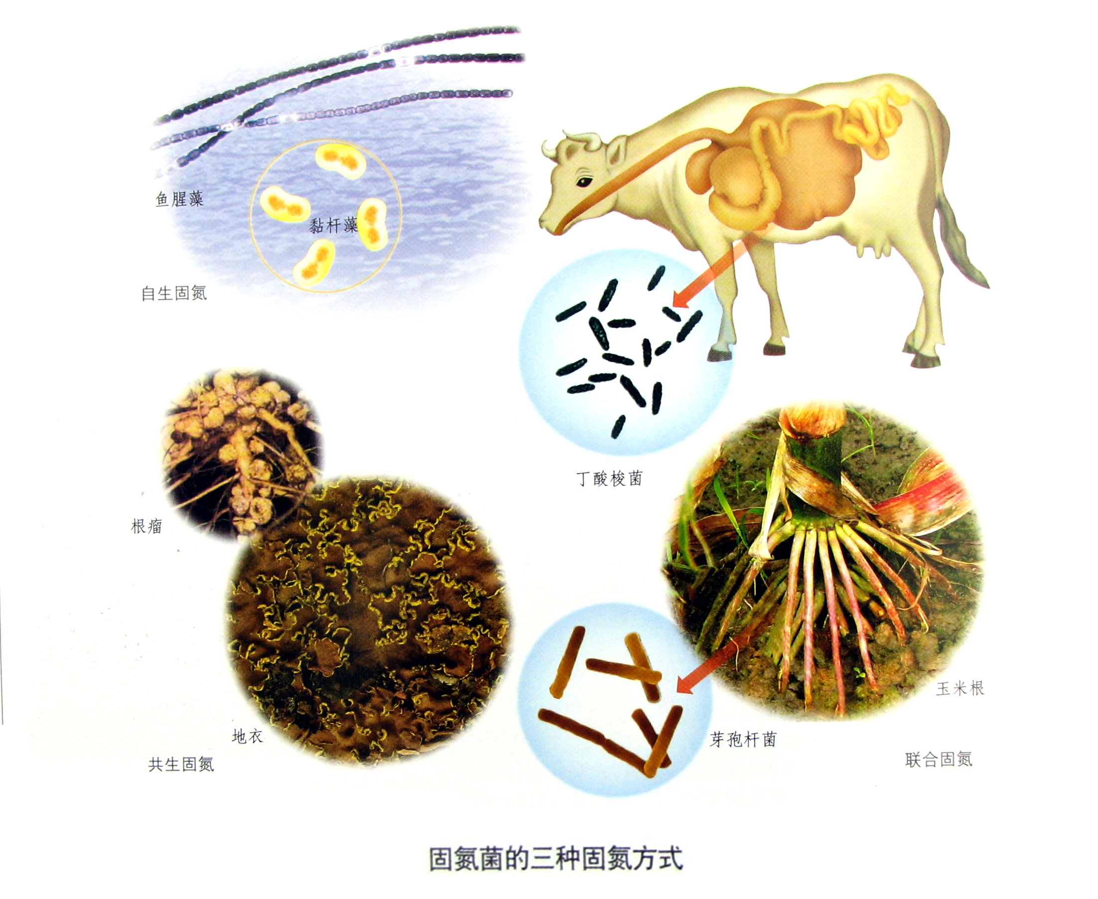 自生固氮菌属