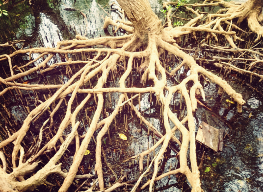 根系（一株植物全部根总称）_百度百科