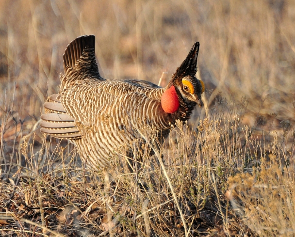  p>小草原松鸡(学名: i>tympanuchus pallidicinctus /i>):体长40-45