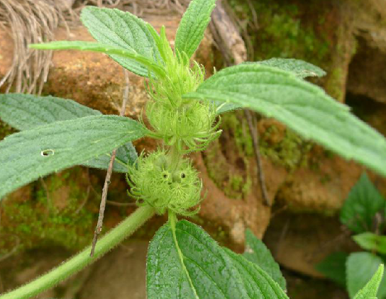  p>绣球防风,中药名.