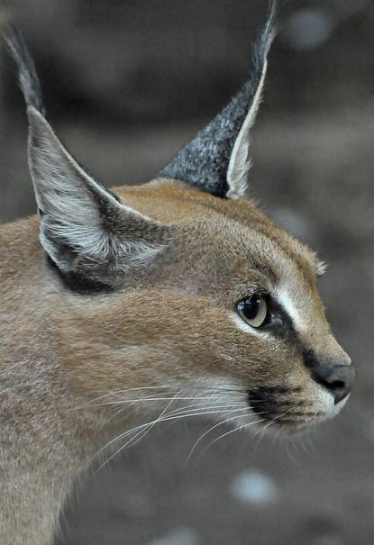  p>狞猫(拉丁学名: i>caracal caracal /i>),体型中等,毛发有许多种