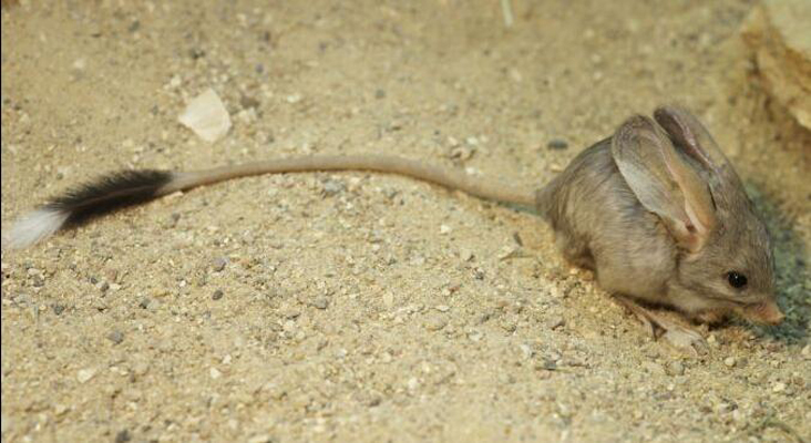  p>长耳跳鼠(学名: i>euchoreutes naso /i>)是长耳跳鼠属下的物种