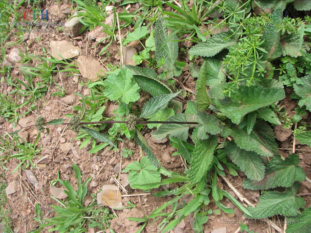  p>糙苏属(拉丁文:phlomis linn.