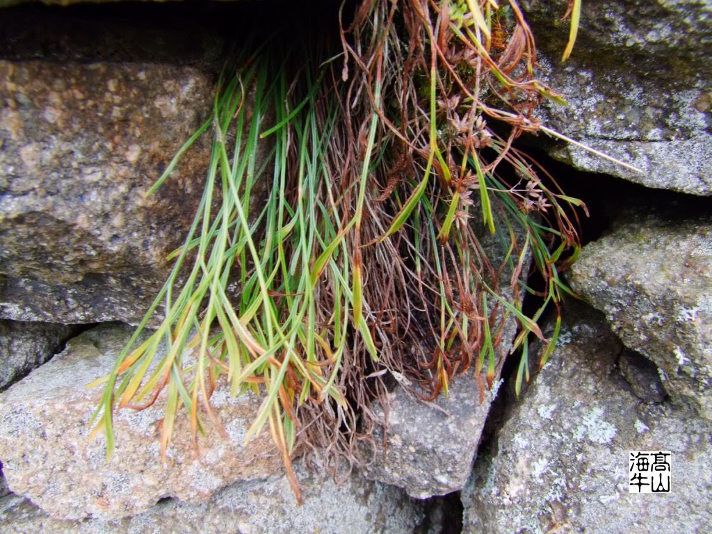 asplenium septentrionale (l.) hoffm.