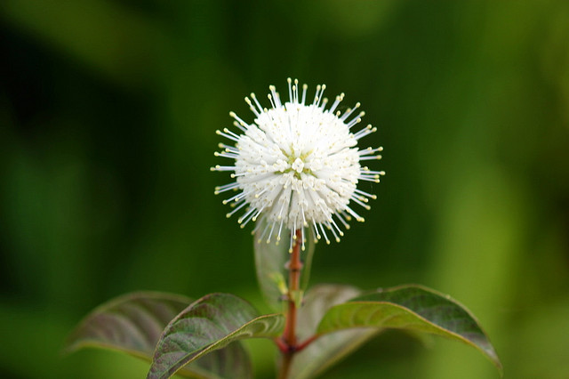  p>风箱树属(学名: i>cephalanthus tetrandrus /i>&nbsp;(roxb.