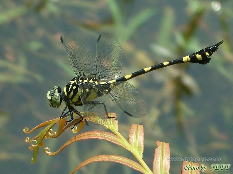  p> a target="_blank" href="/item/春蜓科/7371593" data-lemmaid="