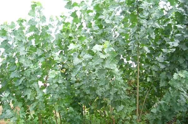 populus lasiocarpa
