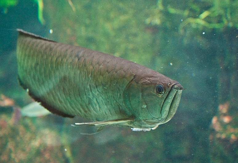  p>黑骨舌鱼(学名: i>osteoglossum ferreirai /i>):又名"黑龙鱼".