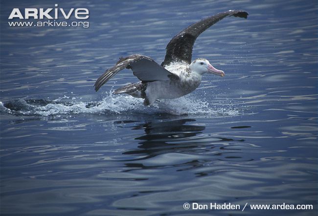 wandering albatross
