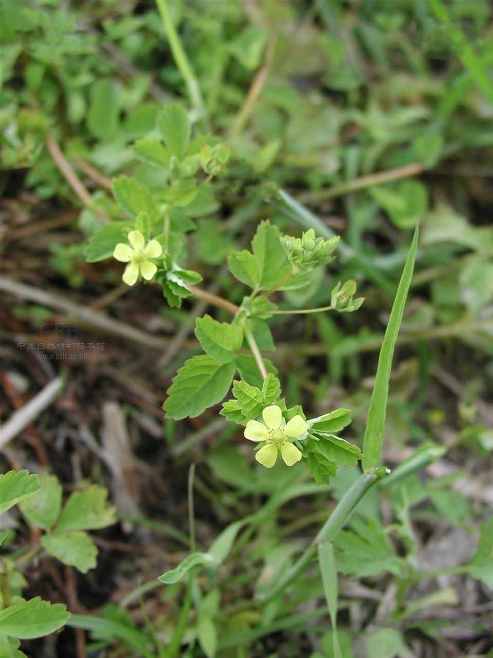 委陵菜(原变种)
