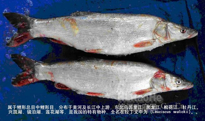 data-lemmaid="2711918">鲤形目 /a>鱼类,分布于中国黄河及长江中上游