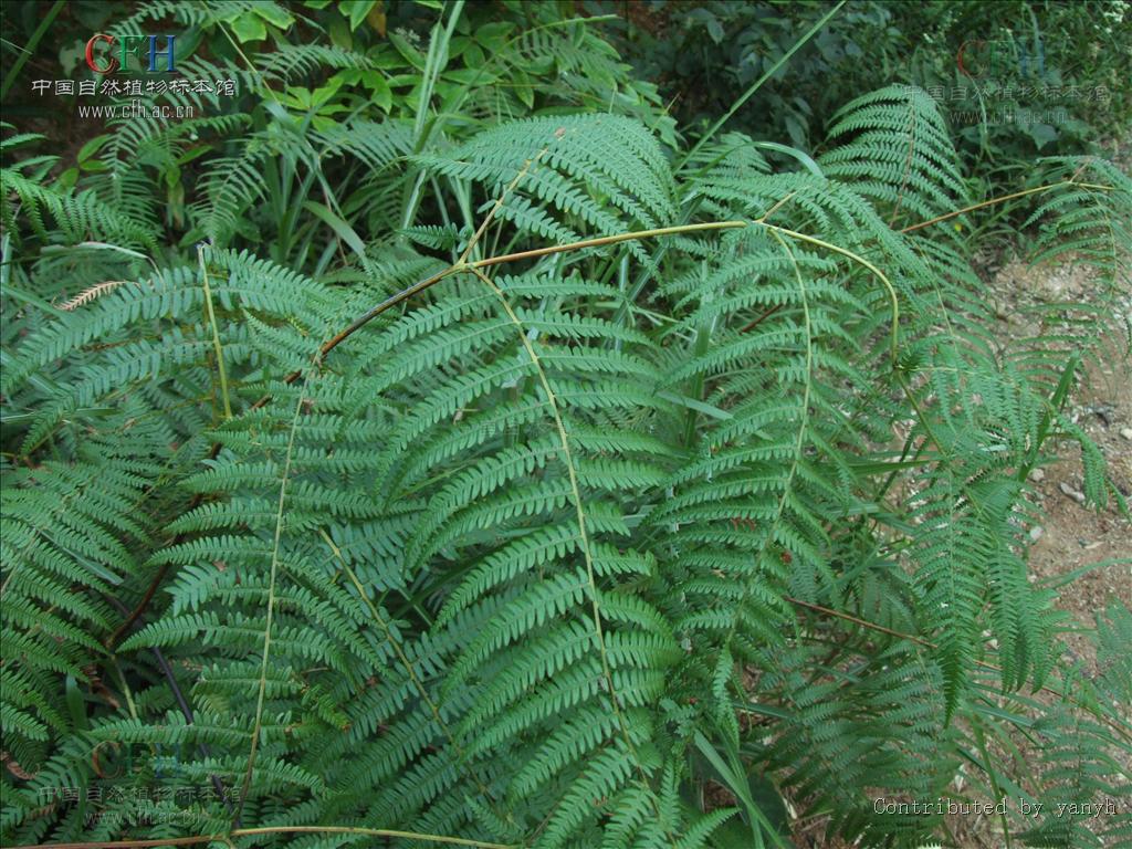 无毛;叶片卵状三角形,长宽各约70厘米,四回羽裂;基部羽片最大,长达60