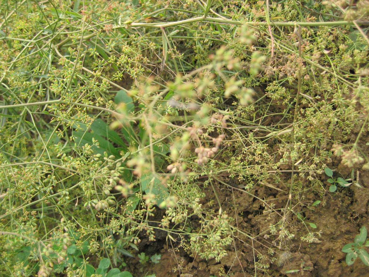 stipa krylovii roshev