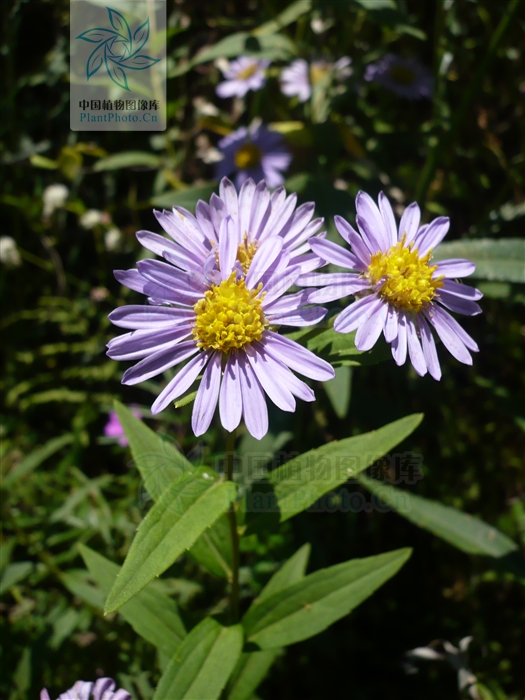 aster maackii