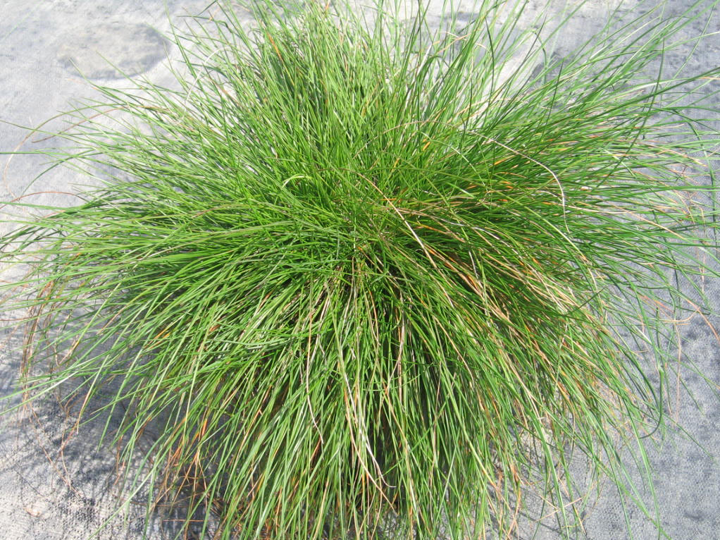  p>三角草属属于禾本目禾本科,是一种常见的被子植物.