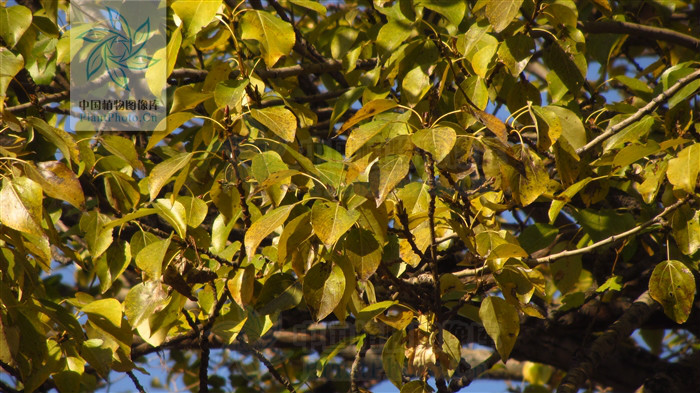  p>欧洲大叶杨为 a href="#" data-lemmaid="3