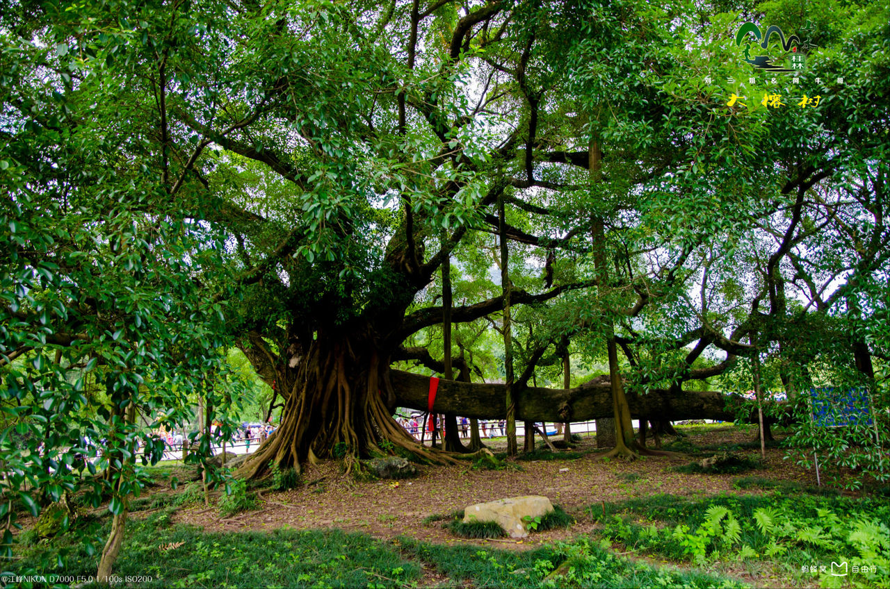 大榕树