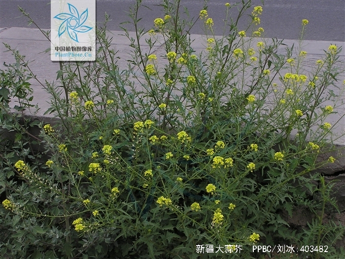 sisymbrium loeselii var. brevicarpum