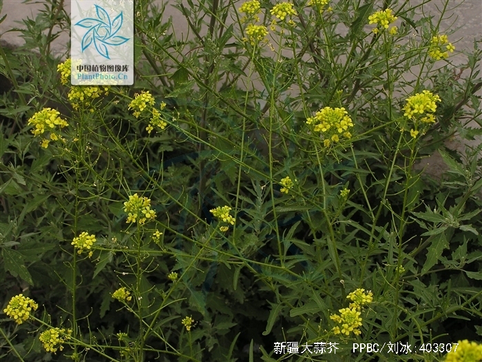 sisymbrium loeselii var. brevicarpum