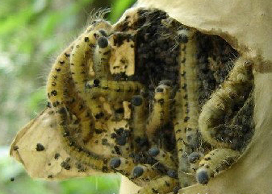  p>天幕毛虫, i>malacosoma neustria testacea /i> motsch,为 a href