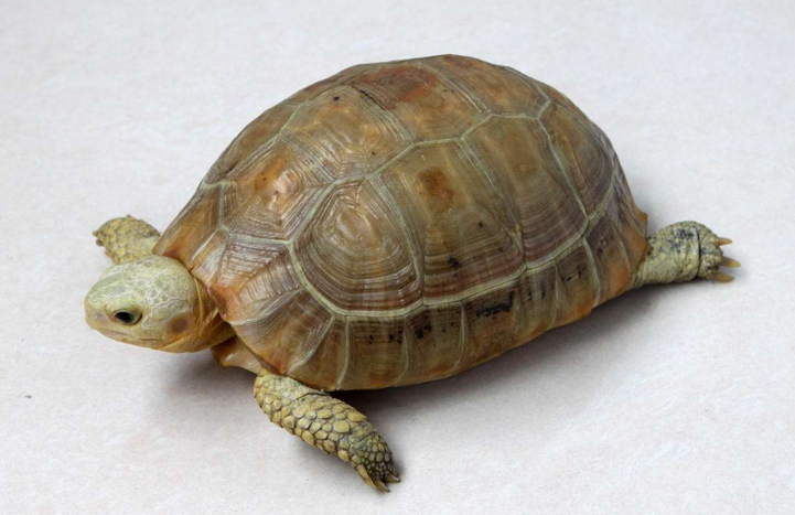 埃及陆龟
