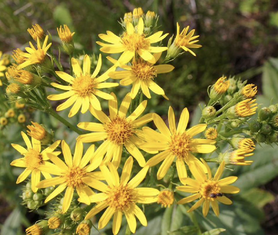  i>integrifolius /i> (koidz.) kitam.)是菊科千里光属植物.