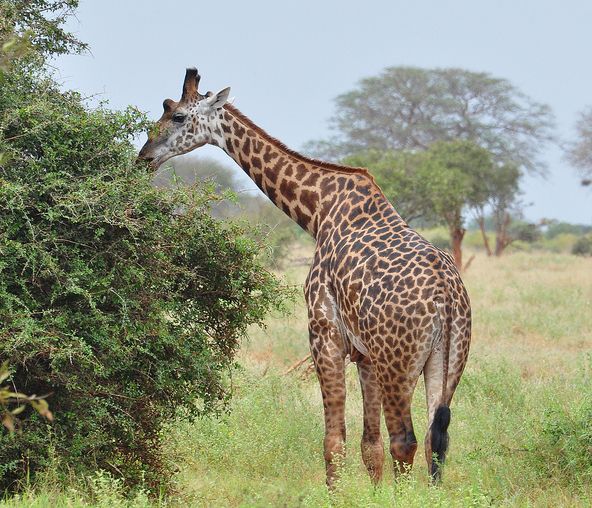 kilimanjaro giraffe